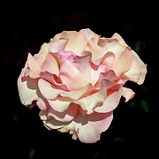 Peachy and Pink Photograph by Linda Triplett