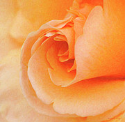 Peachy Rose Photograph by Barbara Siegel