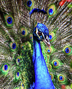 Peacock 1 Photograph by David McKinney