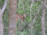 Peeking Fawn Photograph by Amanda R Wright