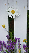 Peeking Garden Daisy Photograph by D Lee