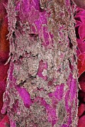 Peeling Bark On A Tree Digital Art by Bruce Block