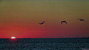 Pelicans At Dusk Photograph by Rene Vasquez