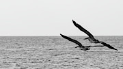Pellicans in flight Photograph by Web Browning