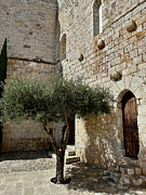 Peniscola's Papa Luna Castle Olive Tree in the Castle Courtyard - Ancient Stone Wall with Olive Tree Photograph by Travel Essayist