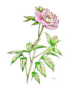 Peony I Painting by Catherine Bede
