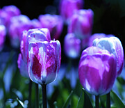 Peppermint Candies Photograph by Joe Schofield
