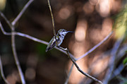 Perched hummingbird at Green cay wetlands in Boynton Beach Florida Photograph by David McKinney