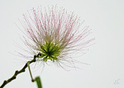 Persian Silk Tree Bloom Photograph by D Lee