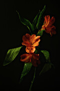 Peruvian Lily - Flame in the Night Photograph by Dodie Ross