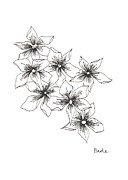Phlox Drawing by Catherine Bede