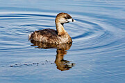 Pied-Billed Grebe 2B Photograph by Sally Fuller