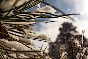 Pine Needles in the Snow Photograph by Kevin Schwalbe