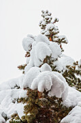 Pine Tree After Heavy Snowfall Photograph by Tatiana Travelways