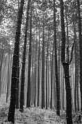 Pine Tree Forest Photograph by Crystal Wightman