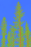 Pine Trees Digital Art by Bruce Block