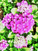 Pink Hydrangeas Digital Art by Bruce Block