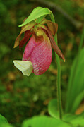 Pink Lady's Slipper and a Moth Photograph by Raymond Salani III