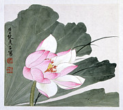 Pink Lotus Flower Painting by Yu Zhizhen