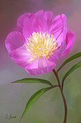 Pink Peony Photograph by Sue Leonard