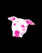 Pink Pitbull Head Digital Art by Flippin Sweet Gear
