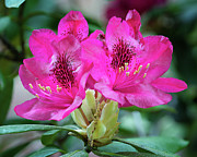 Pink rhododendron Photograph by Steven Nelson