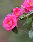 Pink Roses Photograph by Sue Leonard