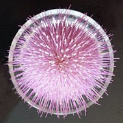 Pink Thistle Photograph by Joy Garso