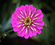 Pink Zinnia Photograph by Steven Nelson