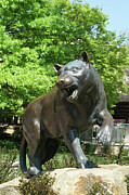 Pitt Panther 2024-1 Photograph by Richard Reeve