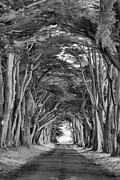 Point Reyes Cypress Tunnel Portrait Black And White Photograph by Adam Jewell