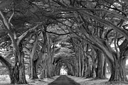 Point Reyes Golden Canopy Black And White Photograph by Adam Jewell