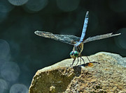 Poised For Takeoff Photograph by Gina Fitzhugh