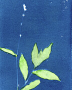 Polygonum Pensylvanicum Smartweed Photograph by Elizabeth Reich