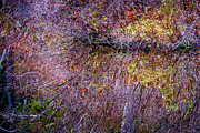 Pond Side Spring Photograph by Jeff Sinon