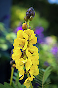 Popcorn Cassia 'Senna didymobotrya' Photograph by Abigail Diane Photography