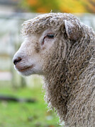 Portrait of a Williamsburg Sheep in Autumn Photograph by Rachel Morrison