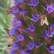 Pride of Madeira #1 Photograph by Rebecca Herranen