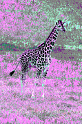 Psychedelic Giraffe 2C Photograph by Sally Fuller