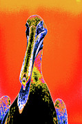 Psychedelic Pelican 26B Photograph by Sally Fuller