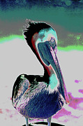 Psychedelic Pelican 39A Photograph by Sally Fuller