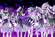 Psychedelic Zebra 10C Photograph by Sally Fuller