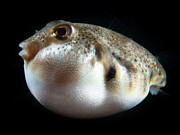 Puffed Northern Puffer Photograph by Brian Weber