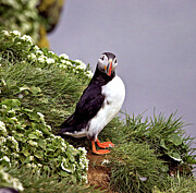 Puffin Photograph by Bob Falcone