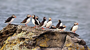 Puffin Meeting Photograph by Bob Falcone