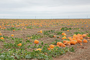 Pumpkin Patch Photograph by Steve Templeton