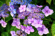 Purple and Pink Hydrangea Flowers Photograph by Tatiana Travelways