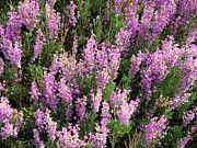 Purple Flowers Photograph by Anorel