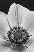 Purple Heart BW Photograph by Susan Candelario