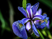 Purple Iris Flower Photograph by Louis Dallara